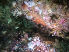 Telmatactis panamensis