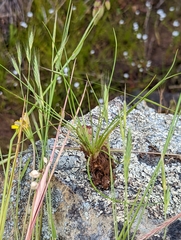 Isoetes orcuttii