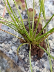 Isoetes orcuttii