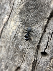 Camponotus tristis