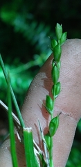 Carex impressinervia