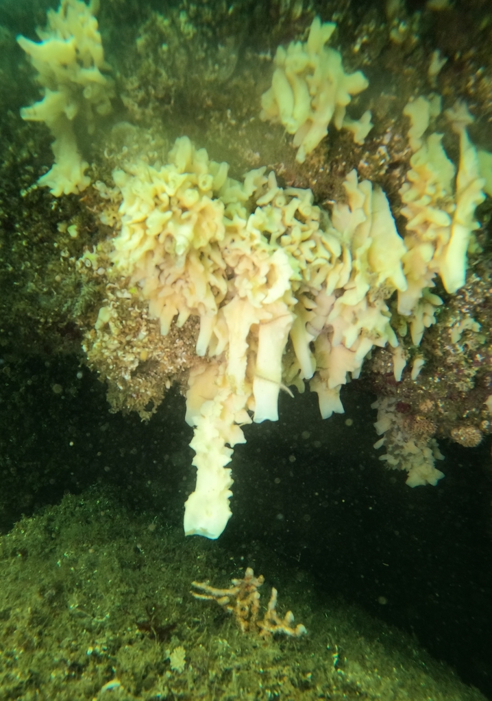 Leucandra losangelensis