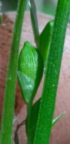 Image of Carex impressinervia by (c) Scott Ward, some rights reserved (CC BY)
