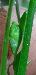 Carex impressinervia