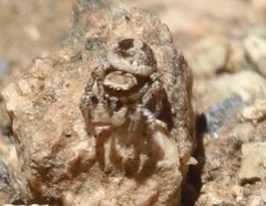 Habronattus clypeatus