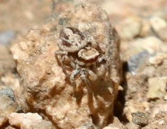 Habronattus clypeatus