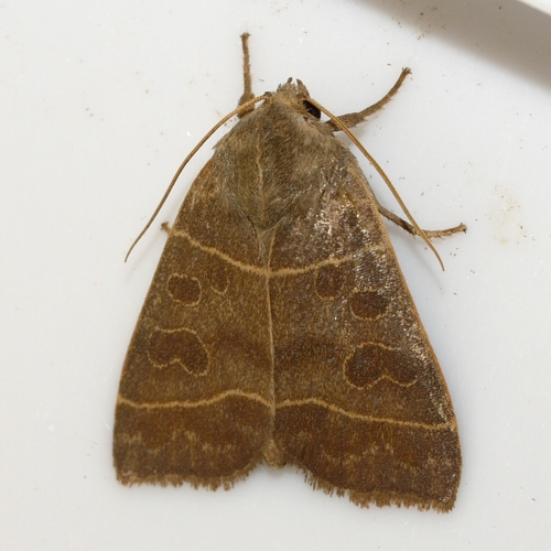 Even-lined Sallow photo 5