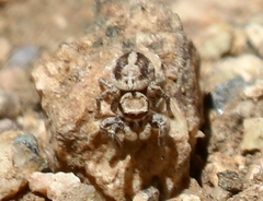 Habronattus clypeatus
