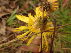Podolepis hieracioides