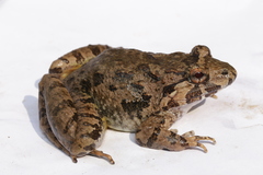 Limnonectes poilani