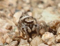 Habronattus clypeatus