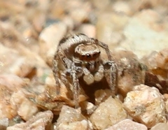 Habronattus clypeatus