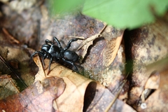 Sphodros niger