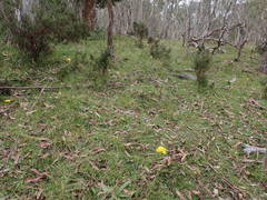 Podolepis hieracioides