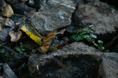 Agathymus neumoegeni