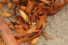 Phyllospora comosa