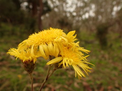 Podolepis hieracioides