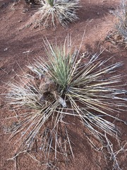 Yucca baileyi