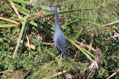 Egretta vinaceigula