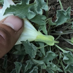 Calystegia collina oxyphylla