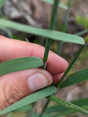 Elymus stebbinsii