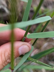 Elymus stebbinsii