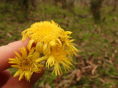 Podolepis hieracioides