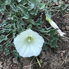Calystegia collina oxyphylla
