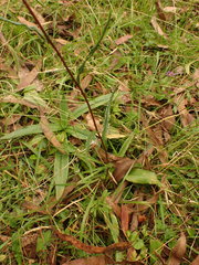 Podolepis hieracioides