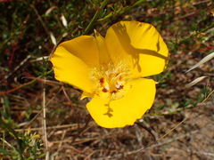 Calochortus clavatus