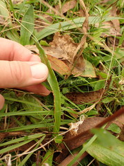 Podolepis hieracioides