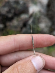 Elymus stebbinsii