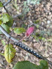 Malacosoma constricta