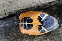 Runibia euopta