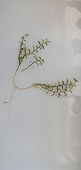 Lobelia perpusilla