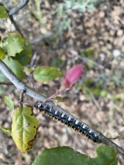 Malacosoma constricta