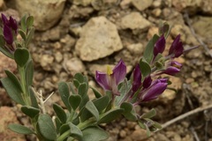 Rhinotropis subspinosa