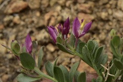 Rhinotropis subspinosa