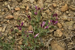 Rhinotropis subspinosa