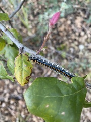 Malacosoma constricta