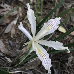 Iris purdyi