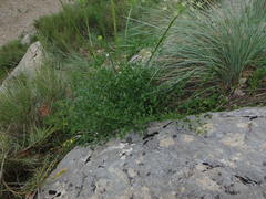 Laserpitium gallicum