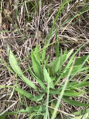 Symphyotrichum laeve concinnum