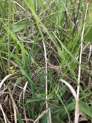 Symphyotrichum laeve concinnum