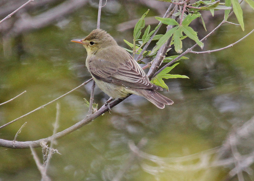 Paprastoji tošinukė nuotrauka