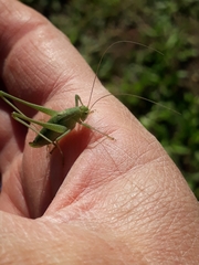 Anisophya punctinervis