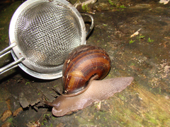 Sphaerospira informis