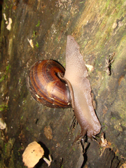 Sphaerospira informis