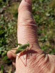 Anisophya punctinervis