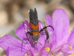 Aetole unipunctella